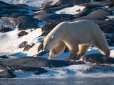 北方极地，熊的国度——记2017年11月初丘吉尔观北极熊之旅 （完成）