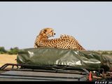 【这个夏天，去东非看动物王国的奥运盛会】肯尼亚坦桑尼亚全景直播大迁徙