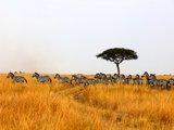 去非洲避暑、去荒野看动物，一千二百多天后我与世界重逢。