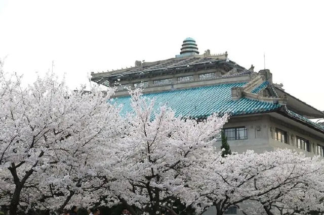 武汉大学：今年樱花开放期间 校园封控不开放